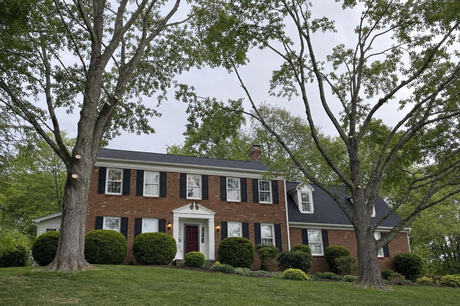 Illustrative image of tree pruning work