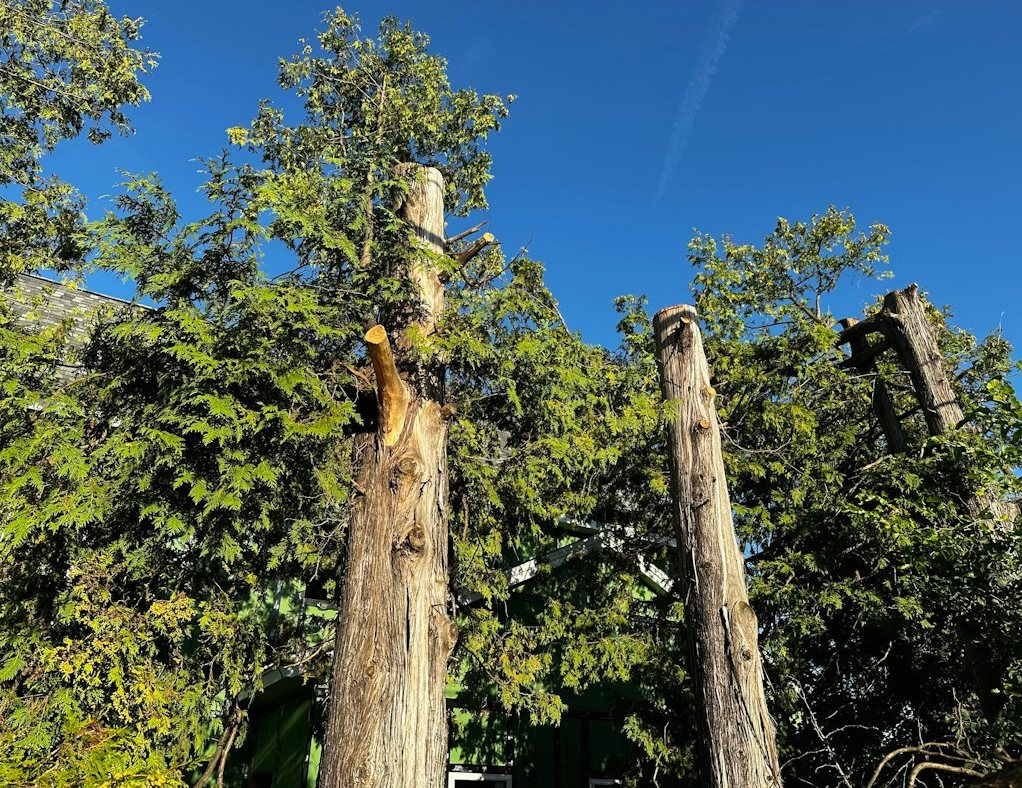 Representative tree removal photo