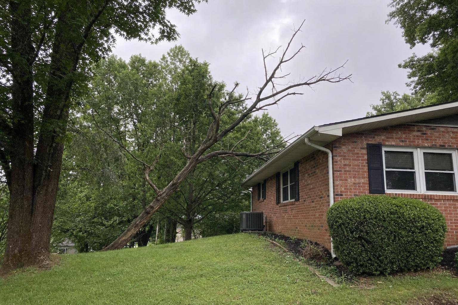 Tree Removal in Johnson City