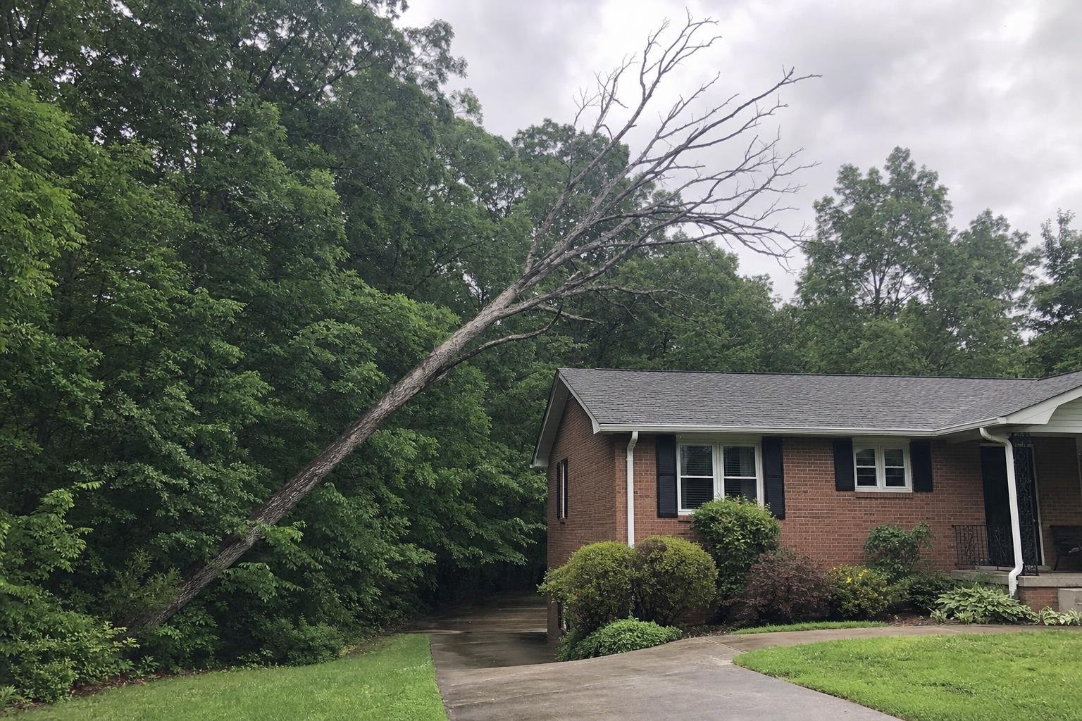 Illustrative image of tree service work
