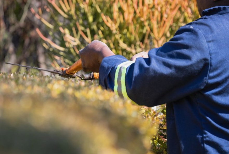 Close-up of a gardener in blue uniform trimming hedges outdoors with pruning shears