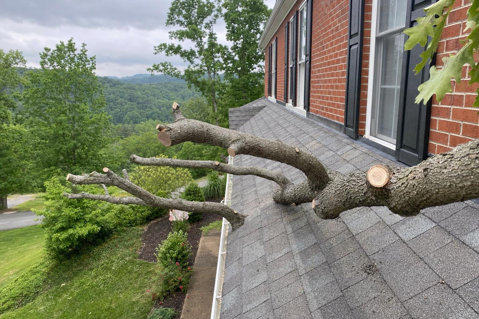 Tree Trimming in Johnson City